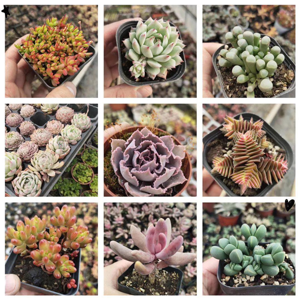 1584078454344277.jpg 微信圖片_20200313133923.jpg